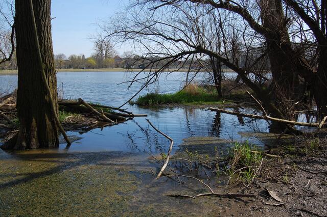 Er staut das Wasser des Fuchsbaches so hoch auf, dass es an dieser Stelle über das Ufer tritt und sich über die Feldflächen ausgebreitet hat.