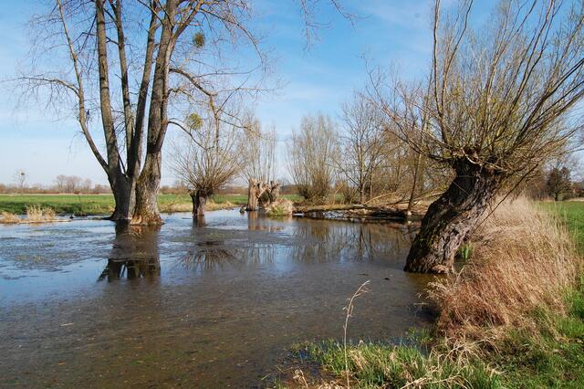 Das Hochwasser hat sich im April zwar zurückgezogen. Aber die Alte Leine macht sich zwischen Koldingen und Reden immer noch breit.