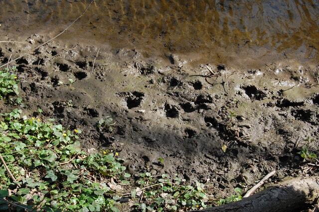 ... so hinterlässt er im Uferschlamm doch seine Spuren.
