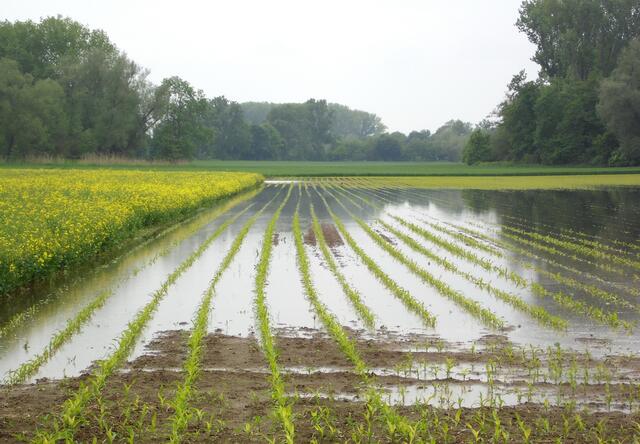 Auch die angrenzenden Felder an der Redener Landstraße stehen bei Leinehochwassern, wie hier 2013, unter Wasser.