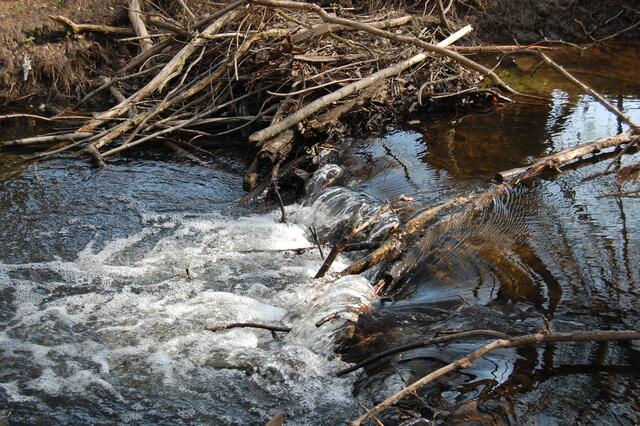 Doch nun sind die Äcker, auch ohne Hochwasser, noch mehr überschwemmt. Biberdämme am Fuchsbach sind die Ursache.
