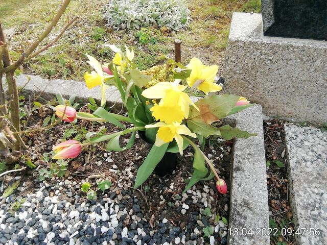 17.4.2022 .2022 !!! Gartenschau - Sonntagsbilder 2022 !!!  Temperaturen: Nachts 1,7 minus / 10:31 8,7° plus / 13:54 10,8° plus  ]Die Temp­eraturen in Nebra steigen heute maximal auf 14 Grad Celsius.
In der Nacht wird mit 2°C die Tiefst­temperatur erreicht. Die Niederschlags­wahrscheinlichkeit beträgt 0% und die Niederschlags­mengen sind mit 0,0 l/m² berechnet.
Zudem liegt die heutige Luft­feuchtigkeit bei 62%. Sonnen­aufgang ist um 06:12 Uhr, Sonnen­untergang um 20:13 Uhr.
Dazwischen lässt sich die Sonne ni