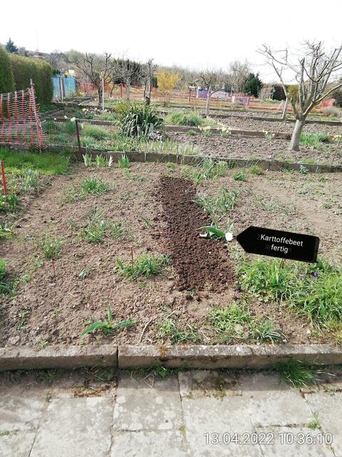 Kartoffelbeet mit Tulpen - 17.4.2022 .2022 !!! Gartenschau - Sonntagsbilder 2022 !!!  Temperaturen: Nachts 1,7 minus / 10:31 8,7° plus / 13:54 10,8° plus  ]Die Temp­eraturen in Nebra steigen heute maximal auf 14 Grad Celsius.
In der Nacht wird mit 2°C die Tiefst­temperatur erreicht. Die Niederschlags­wahrscheinlichkeit beträgt 0% und die Niederschlags­mengen sind mit 0,0 l/m² berechnet.
Zudem liegt die heutige Luft­feuchtigkeit bei 62%. Sonnen­aufgang ist um 06:12 Uhr, Sonnen­untergang um 20:13 Uhr.