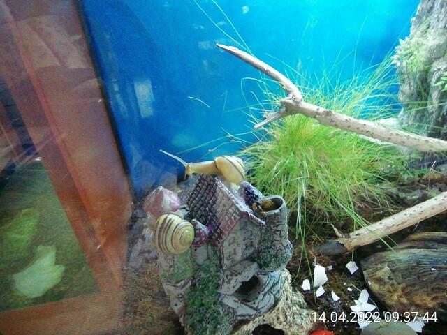 Turmschnecke 2 - 17.4.2022 .2022 !!! Gartenschau - Sonntagsbilder 2022 !!!  Temperaturen: Nachts 1,7 minus / 10:31 8,7° plus / 13:54 10,8° plus  ]Die Temp­eraturen in Nebra steigen heute maximal auf 14 Grad Celsius.
In der Nacht wird mit 2°C die Tiefst­temperatur erreicht. Die Niederschlags­wahrscheinlichkeit beträgt 0% und die Niederschlags­mengen sind mit 0,0 l/m² berechnet.
Zudem liegt die heutige Luft­feuchtigkeit bei 62%. Sonnen­aufgang ist um 06:12 Uhr, Sonnen­untergang um 20:13 Uhr.