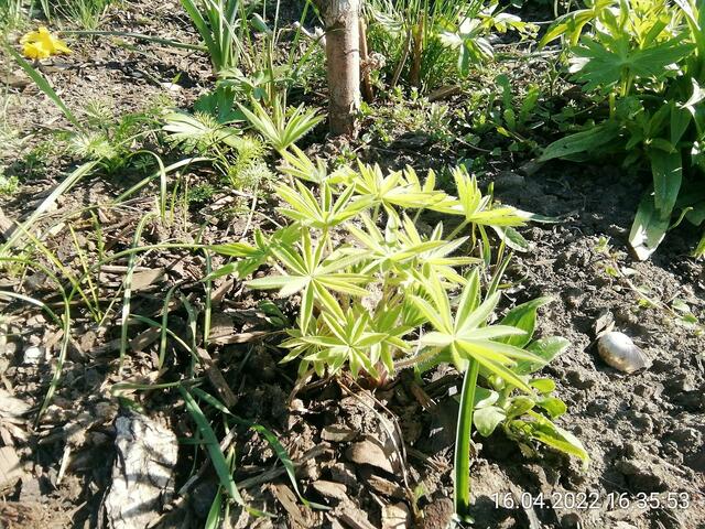 Lupinen selbst gezogen _ 17.4.2022 .2022 !!! Gartenschau - Sonntagsbilder 2022 !!!  Temperaturen: Nachts 1,7 minus / 10:31 8,7° plus / 13:54 10,8° plus  ]Die Temp­eraturen in Nebra steigen heute maximal auf 14 Grad Celsius.
In der Nacht wird mit 2°C die Tiefst­temperatur erreicht. Die Niederschlags­wahrscheinlichkeit beträgt 0% und die Niederschlags­mengen sind mit 0,0 l/m² berechnet.
Zudem liegt die heutige Luft­feuchtigkeit bei 62%. Sonnen­aufgang ist um 06:12 Uhr, Sonnen­untergang um 20:13 Uhr.
