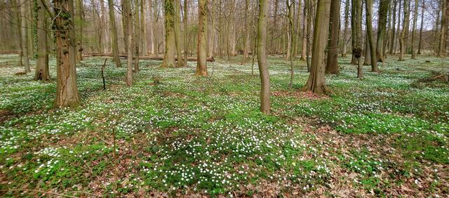 Anemonenteppiche im Fuhsegebiet