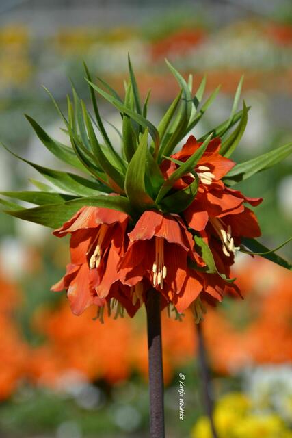 Frühlingserwachen im Berggarten Herrenhausen - Kaiserkrone (Fritillaria imperialis) im Schmuckhof (Foto: Katja Woidtke) | Foto: Katja Woidtke