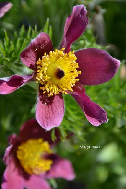 Frühlingserwachen im Berggarten Herrenhausen - Küchenschelle (Pulsatilla vulgaris) (Foto: Katja Woidtke) | Foto: Katja Woidtke