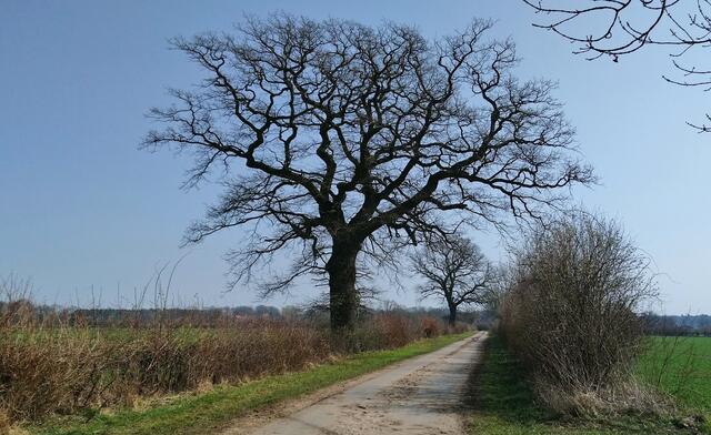 Dieser Weg führt von Eikeloh aus zur Leine.