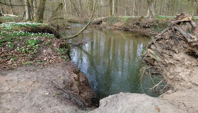 Steilufer an der Fuhse