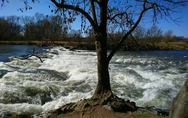 Der Baum hält sich tapfer gegen die Wasserkraft.