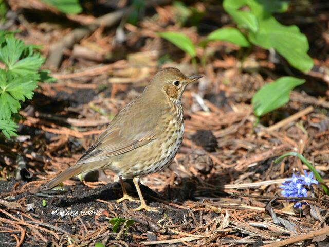 Frühlingserwachen im Berggarten Herrenhausen - Singdrossel (Turdus philomelos) (Foto: Katja Woidtke) | Foto: Katja Woidtke