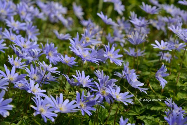 Frühlingserwachen im Berggarten Herrenhausen - Windröschen (Anemone apennina) (Foto: Katja Woidtke) | Foto: Katja Woidtke