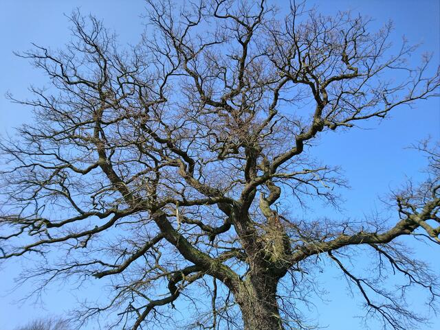 Ein schön gewachsener Baum