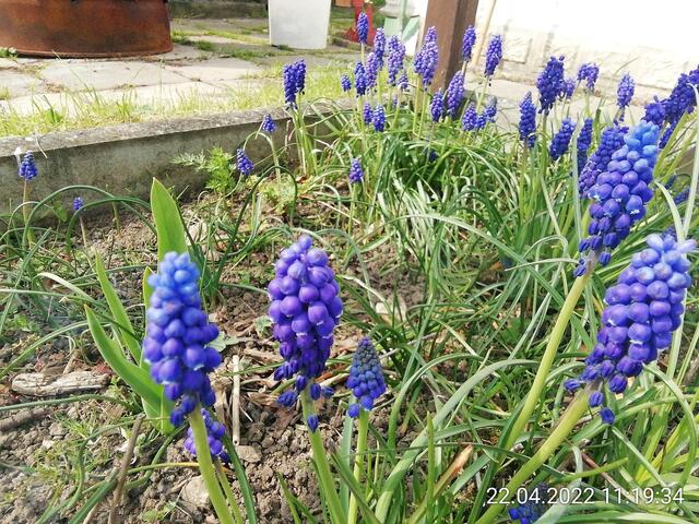 Schornsteinfeger 1 - 24.4.2022 .2022 !!! Gartenschau - Sonntagsbilder 2022 !!! Temperaturen: Nachts 7,7 / 10:39 9,7° plus / 13:54 12,8° plus
Das Unkraut wächst und es gab viel Sonne und trübes Wetter in dieser Woche, in der Sonne waren es dann gestern 17,6 Grad, heute ist es fast Windstill !
Die Temp­eraturen in Nebra steigen heute maximal auf 17 Grad Celsius.
In dieser Woche Kartoffeln gesteckt,Rüben ,Radieschen und Möhren gesät !
Die Temp­eraturen in Nebra steigen heute maximal auf 17 Grad Celsius.