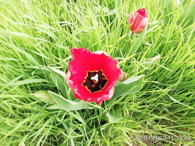 Tulpen - 24.4.2022 .2022 !!! Gartenschau - Sonntagsbilder 2022 !!! Temperaturen: Nachts 7,7 / 10:39 9,7° plus / 13:54 12,8° plus
Das Unkraut wächst und es gab viel Sonne und trübes Wetter in dieser Woche, in der Sonne waren es dann gestern 17,6 Grad, heute ist es fast Windstill !
Die Temp­eraturen in Nebra steigen heute maximal auf 17 Grad Celsius.
In dieser Woche Kartoffeln gesteckt,Rüben ,Radieschen und Möhren gesät !
Die Temp­eraturen in Nebra steigen heute maximal auf 17 Grad Celsius.