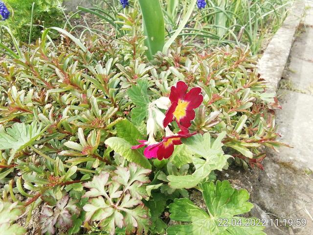Schlüsselblume - 24.4.2022 .2022 !!! Gartenschau - Sonntagsbilder 2022 !!! Temperaturen: Nachts 7,7 / 10:39 9,7° plus / 13:54 12,8° plus
Das Unkraut wächst und es gab viel Sonne und trübes Wetter in dieser Woche, in der Sonne waren es dann gestern 17,6 Grad, heute ist es fast Windstill !
Die Temp­eraturen in Nebra steigen heute maximal auf 17 Grad Celsius.
In dieser Woche Kartoffeln gesteckt,Rüben ,Radieschen und Möhren gesät !
Die Temp­eraturen in Nebra steigen heute maximal auf 17 Grad Celsius.