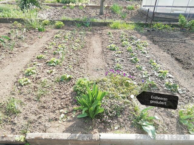 Erdbeeren gesäubert - 24.4.2022 .2022 !!! Gartenschau - Sonntagsbilder 2022 !!! Temperaturen: Nachts 7,7 / 10:39 9,7° plus / 13:54 12,8° plus
Das Unkraut wächst und es gab viel Sonne und trübes Wetter in dieser Woche, in der Sonne waren es dann gestern 17,6 Grad, heute ist es fast Windstill !
Die Temp­eraturen in Nebra steigen heute maximal auf 17 Grad Celsius.
In dieser Woche Kartoffeln gesteckt,Rüben ,Radieschen und Möhren gesät !
Die Temp­eraturen in Nebra steigen heute maximal auf 17 Grad Celsius.