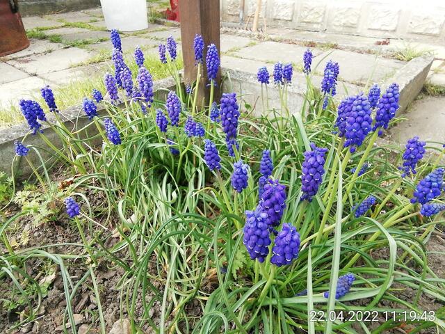 Schornsteinfeger 2 - 24.4.2022 .2022 !!! Gartenschau - Sonntagsbilder 2022 !!! Temperaturen: Nachts 7,7 / 10:39 9,7° plus / 13:54 12,8° plus
Das Unkraut wächst und es gab viel Sonne und trübes Wetter in dieser Woche, in der Sonne waren es dann gestern 17,6 Grad, heute ist es fast Windstill !
Die Temp­eraturen in Nebra steigen heute maximal auf 17 Grad Celsius.
In dieser Woche Kartoffeln gesteckt,Rüben ,Radieschen und Möhren gesät !
Die Temp­eraturen in Nebra steigen heute maximal auf 17 Grad Celsius.