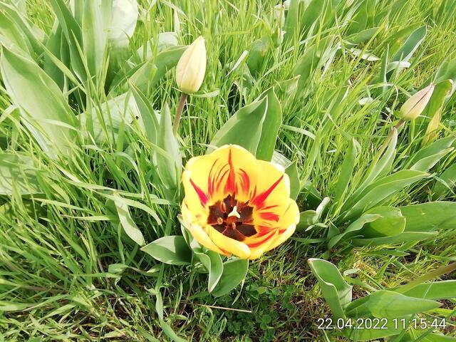 Tulpen 3 - 24.4.2022 .2022 !!! Gartenschau - Sonntagsbilder 2022 !!! Temperaturen: Nachts 7,7 / 10:39 9,7° plus / 13:54 12,8° plus
Das Unkraut wächst und es gab viel Sonne und trübes Wetter in dieser Woche, in der Sonne waren es dann gestern 17,6 Grad, heute ist es fast Windstill !
Die Temp­eraturen in Nebra steigen heute maximal auf 17 Grad Celsius.
In dieser Woche Kartoffeln gesteckt,Rüben ,Radieschen und Möhren gesät !
Die Temp­eraturen in Nebra steigen heute maximal auf 17 Grad Celsius.
