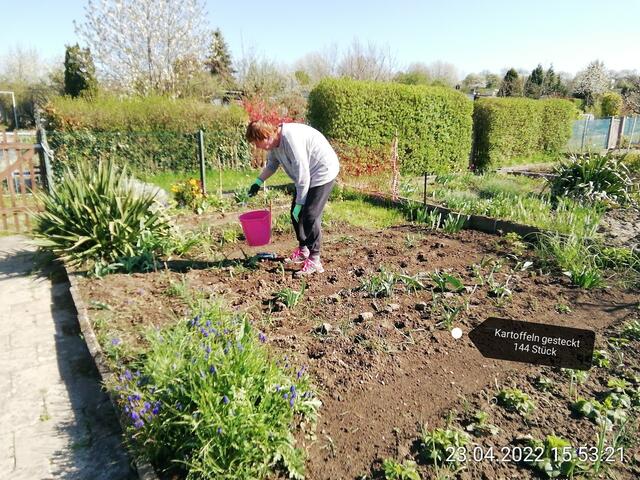 Kartoffeln gesteckt - 24.4.2022 .2022 !!! Gartenschau - Sonntagsbilder 2022 !!! Temperaturen: Nachts 7,7 / 10:39 9,7° plus / 13:54 12,8° plus
Das Unkraut wächst und es gab viel Sonne und trübes Wetter in dieser Woche, in der Sonne waren es dann gestern 17,6 Grad, heute ist es fast Windstill !
Die Temp­eraturen in Nebra steigen heute maximal auf 17 Grad Celsius.
In dieser Woche Kartoffeln gesteckt,Rüben ,Radieschen und Möhren gesät !
Die Temp­eraturen in Nebra steigen heute maximal auf 17 Grad Celsius.