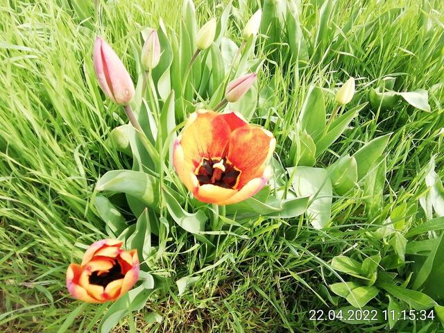 Tulpen 2 - 24.4.2022 .2022 !!! Gartenschau - Sonntagsbilder 2022 !!! Temperaturen: Nachts 7,7 / 10:39 9,7° plus / 13:54 12,8° plus
Das Unkraut wächst und es gab viel Sonne und trübes Wetter in dieser Woche, in der Sonne waren es dann gestern 17,6 Grad, heute ist es fast Windstill !
Die Temp­eraturen in Nebra steigen heute maximal auf 17 Grad Celsius.
In dieser Woche Kartoffeln gesteckt,Rüben ,Radieschen und Möhren gesät !
Die Temp­eraturen in Nebra steigen heute maximal auf 17 Grad Celsius.