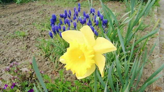24.4.2022 .2022 !!! Gartenschau - Sonntagsbilder 2022 !!! Temperaturen: Nachts 7,7 / 10:39 9,7° plus / 13:54 12,8° plus
Das Unkraut wächst und es gab viel Sonne und trübes Wetter in dieser Woche, in der Sonne waren es dann gestern 17,6 Grad, heute ist es fast Windstill !
Die Temp­eraturen in Nebra steigen heute maximal auf 17 Grad Celsius.
In dieser Woche Kartoffeln gesteckt,Rüben ,Radieschen und Möhren gesät !
Die Temp­eraturen in Nebra steigen heute maximal auf 17 Grad Celsius.