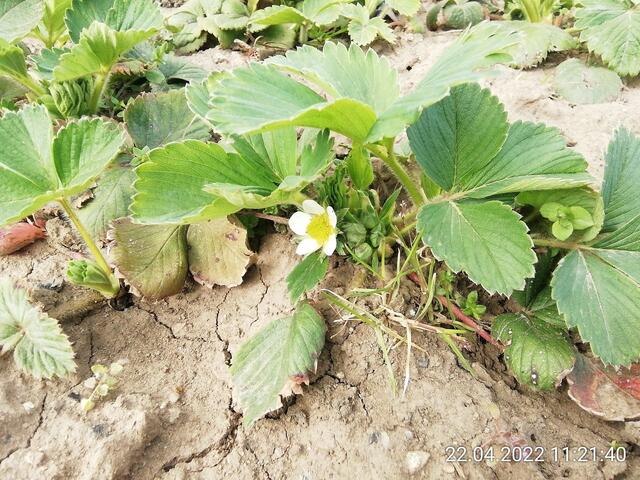 Erste Erdbeerblüte - 24.4.2022 .2022 !!! Gartenschau - Sonntagsbilder 2022 !!! Temperaturen: Nachts 7,7 / 10:39 9,7° plus / 13:54 12,8° plus
Das Unkraut wächst und es gab viel Sonne und trübes Wetter in dieser Woche, in der Sonne waren es dann gestern 17,6 Grad, heute ist es fast Windstill !
Die Temp­eraturen in Nebra steigen heute maximal auf 17 Grad Celsius.
In dieser Woche Kartoffeln gesteckt,Rüben ,Radieschen und Möhren gesät !
Die Temp­eraturen in Nebra steigen heute maximal auf 17 Grad Celsius.
