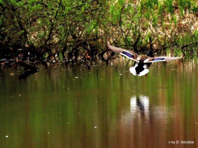 Stockente im Flug