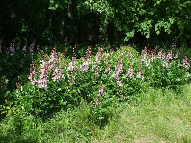 Am 21. Mai 2022 öffnet dieses Jahr wieder das Orchideenkaffee in Krawinkel .... !  An den folgenden Wochenenden 21.Mai und 29.Mai jeweils Samstag und Sonntag ist das Kaffee immer von 13.00- 17.00 Uhr geöffnet !