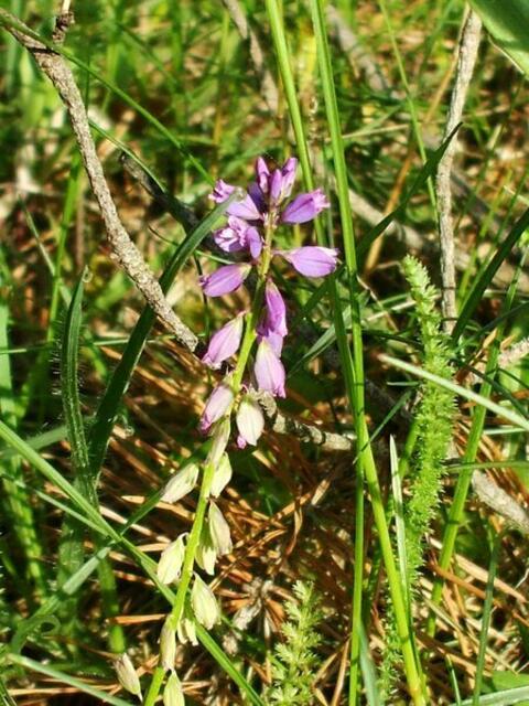 Am 21. Mai 2022 öffnet dieses Jahr wieder das Orchideenkaffee in Krawinkel .... !  An den folgenden Wochenenden 21.Mai und 29.Mai jeweils Samstag und Sonntag ist das Kaffee immer von 13.00- 17.00 Uhr geöffnet !