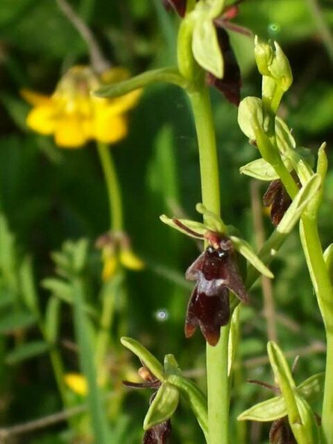Am 21. Mai 2022 öffnet dieses Jahr wieder das Orchideenkaffee in Krawinkel .... !  An den folgenden Wochenenden 21.Mai und 29.Mai jeweils Samstag und Sonntag ist das Kaffee immer von 13.00- 17.00 Uhr geöffnet !