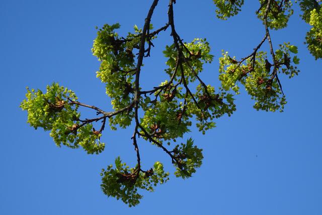 Baumblüten im Park