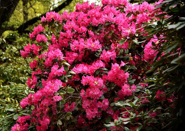 Blütenpracht: Frühling im Stadtpark von Hannover.
