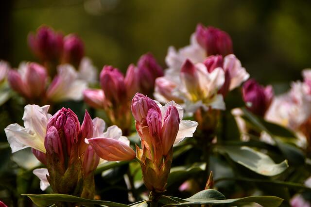 Blütenpracht: Frühling im Stadtpark von Hannover.