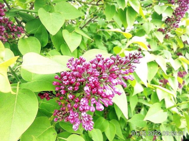 1.5.2022 .2022 !!! Gartenschau - Sonntagsbilder 2022 !!!   ]Temperaturen: Nachts 10.1 / 10:39 12,7° plus / 13:54 18,8° plus