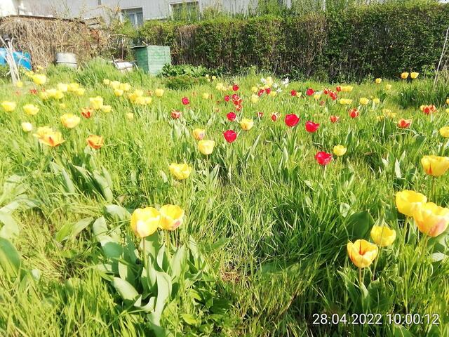 1.5.2022 .2022 !!! Gartenschau - Sonntagsbilder 2022 !!!   ]Temperaturen: Nachts 10.1 / 10:39 12,7° plus / 13:54 18,8° plus