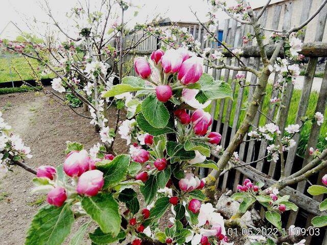 1.5.2022 .2022 !!! Gartenschau - Sonntagsbilder 2022 !!!   ]Temperaturen: Nachts 10.1 / 10:39 12,7° plus / 13:54 18,8° plus