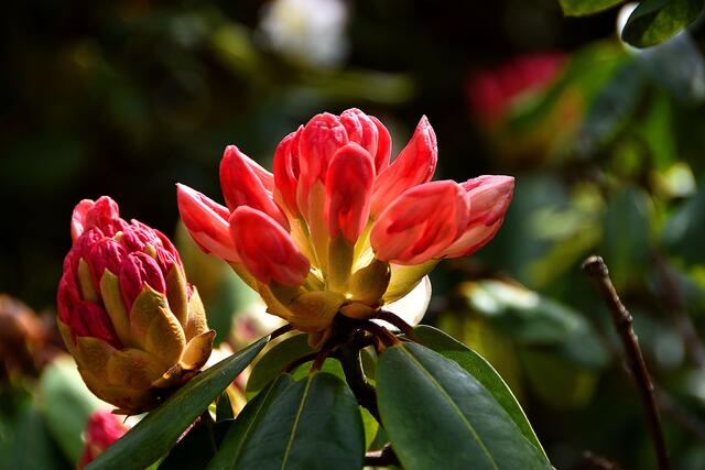 Blütenpracht: Frühling im Stadtpark von Hannover.