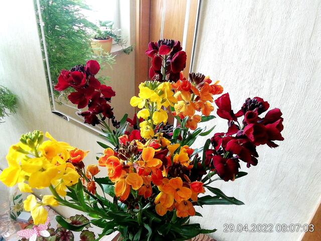 1.5.2022 .2022 !!! Gartenschau - Sonntagsbilder 2022 !!!   ]Temperaturen: Nachts 10.1 / 10:39 12,7° plus / 13:54 18,8° plus