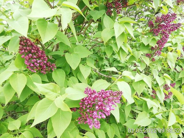 1.5.2022 .2022 !!! Gartenschau - Sonntagsbilder 2022 !!!   ]Temperaturen: Nachts 10.1 / 10:39 12,7° plus / 13:54 18,8° plus