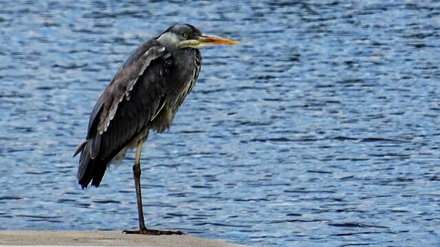 Graureiher an der Betonkante der „Schwimmenden Wiese‟. Foto: Helmut Kuzina