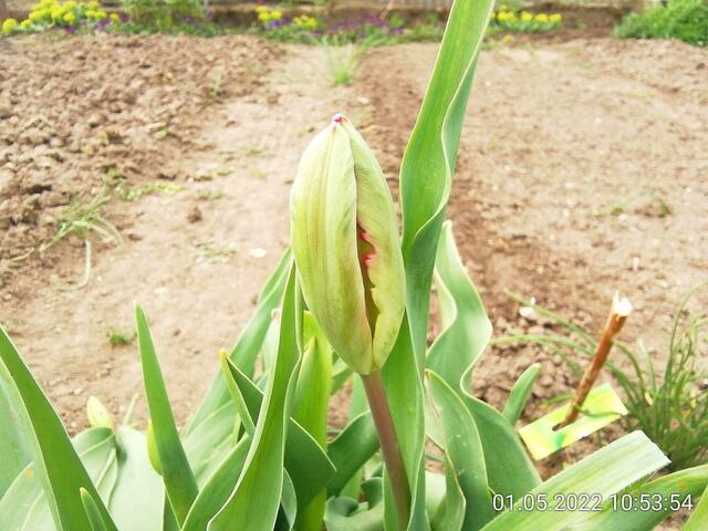 1.5.2022 .2022 !!! Gartenschau - Sonntagsbilder 2022 !!!   ]Temperaturen: Nachts 10.1 / 10:39 12,7° plus / 13:54 18,8° plus