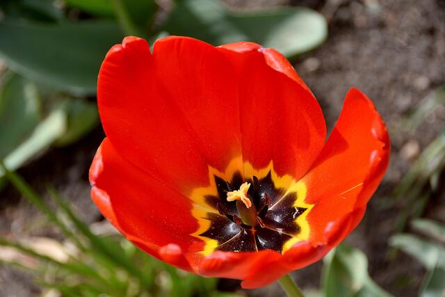 Zwar nicht der Keukenhof bei Amsterdam, aber immerhin: Tulpen im Stadtpark.