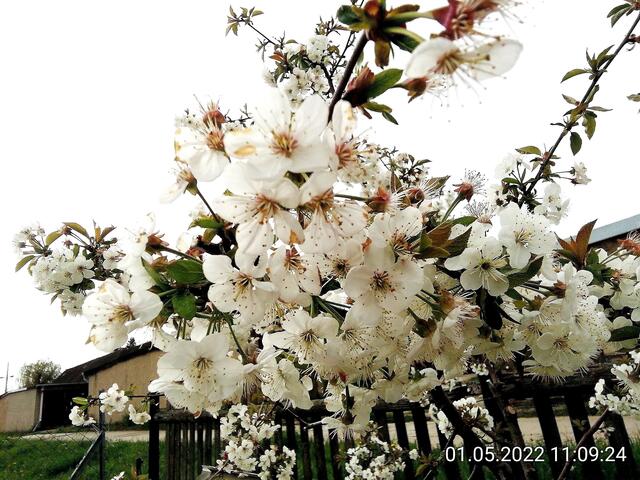 1.5.2022 .2022 !!! Gartenschau - Sonntagsbilder 2022 !!!   ]Temperaturen: Nachts 10.1 / 10:39 12,7° plus / 13:54 18,8° plus