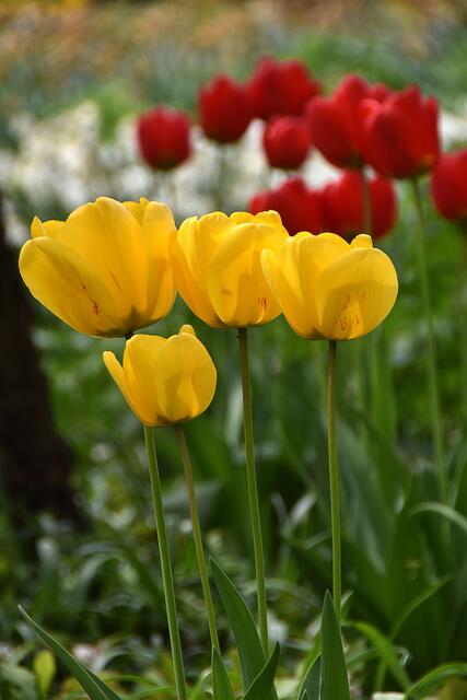 Zwar nicht der Keukenhof bei Amsterdam, aber immerhin: Tulpen im Stadtpark.