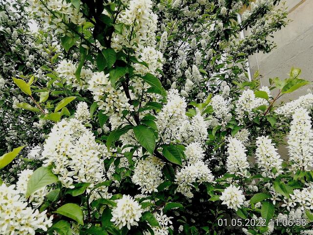 1.5.2022 .2022 !!! Gartenschau - Sonntagsbilder 2022 !!!   ]Temperaturen: Nachts 10.1 / 10:39 12,7° plus / 13:54 18,8° plus