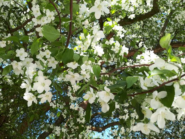 Chinesische Teeapfelbaum-Blüten