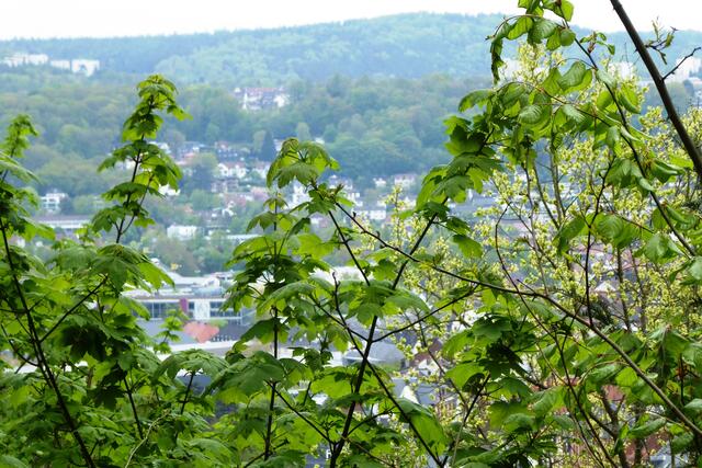 Auch der Ausblick in das Lahntal und auf den Schlossberg sollte wieder freigeschnitten werden, zumal seit dem 30.04.2022 der Premium-Stadtwanderweg „Marburger Ausblicke“ hier hinführt.