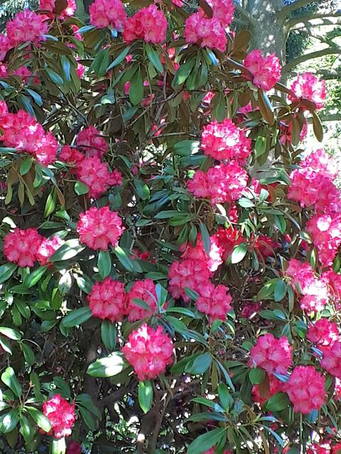 Rhododendren-Blüten